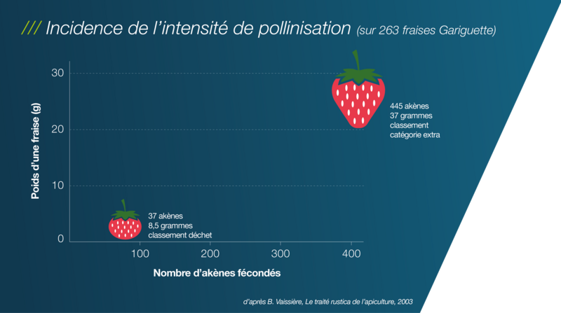 Agriculture et apiculture, schéma montrant la masse de la fraise qui augmente en fonction du nombre d’akènes fécondés.