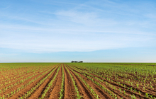 Herbicides Capreno® BayerAgri, traitement phytopharmaceutique pour