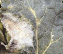 Symptômes de cylindrosporiose feuilles