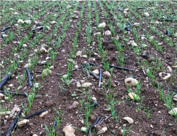 Témoin dicots