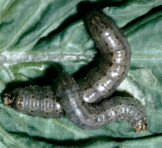 Chenilles défoliatrices de la salade