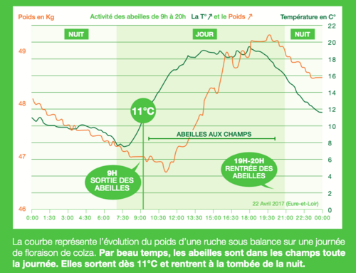 Abeilles et pulvérisations : schéma d'une courbe représentant l'évolution du poids d'une ruche sous une balance connectée sur une journée