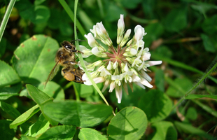Essaim d'abeilles rythmé par les saisons, abeilles en train de butiner sur une fleur de treffle