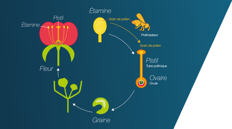 agriculture et apiculture : schéma montrant une abeille prélevant le pollen sur les étamines pour s’échapper lors du transport et féconder ainsi le pistil d’autres fleurs.