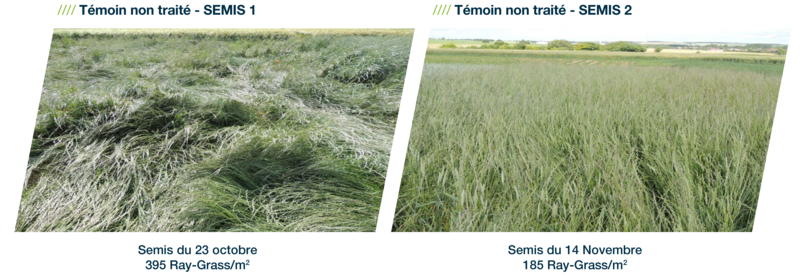 Photos illustrant une infestation et densité de ray-grass au mètre carré sur deux témoins non traité par la méthode du décalage de la date de semis à l’automne