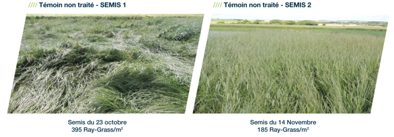Photos illustrant une infestation et densité de ray-grass au mètre carré sur deux témoins non traité par la méthode du décalage de la date de semis à l’automne