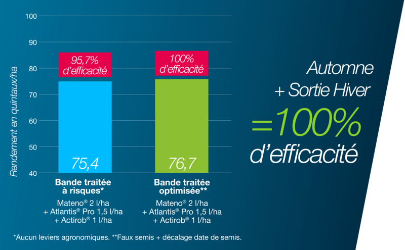 Histogramme comparant l’efficacité du décalage de la date de semis avec un désherbage d’automne et rattrapage en sortie d'hiver en quintaux par hectare entre une bande traitée à risques et une bande traitée optimisée