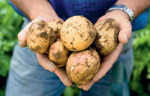 fongicide pomme de terre