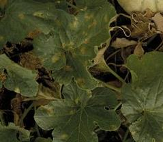 Mildiou sur feuille du melon