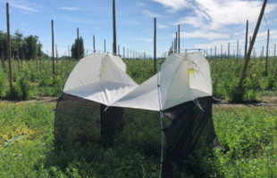 Un patrimoine d’insectes auxiliaires, ça se cultive au verger ! 