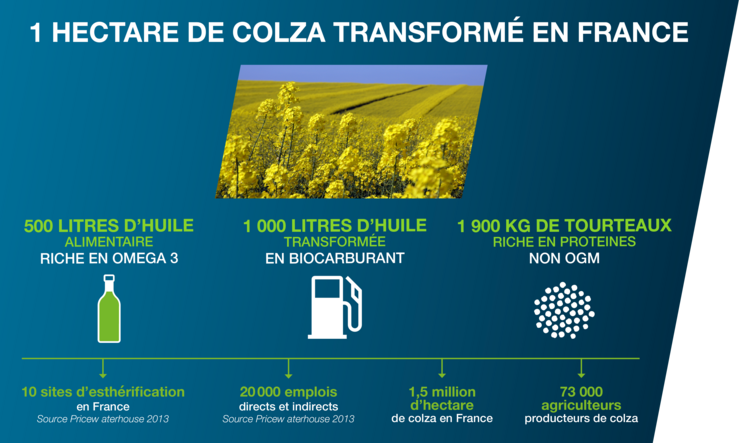 Quels sont les dangers de l'huile de colza ?