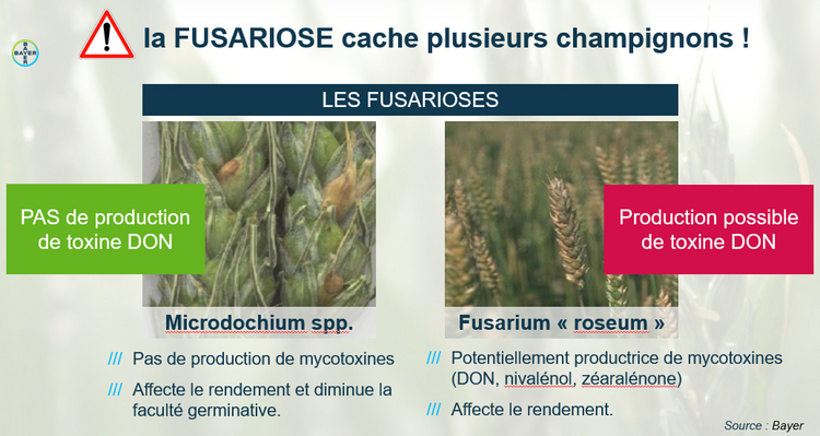 présentation powerpoint montrant la différence entre fusarioses : Microdochium spp. et Fusarium « roseum »