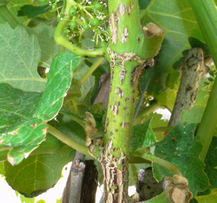 Excorise vigne 310x290
