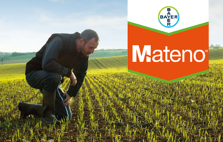 Mateno® réinvente le désherbage d’automne sur blé tendre d’hiver pour encore plus d’efficacité et de rentabilité
