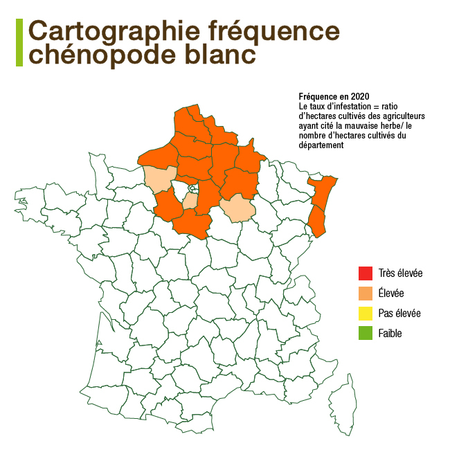 Chénopode blanc : la plus fréquente des adventices en culture de printemps