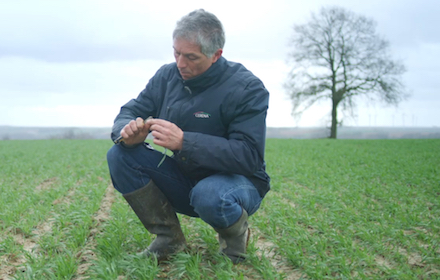 Agriculteur contrôlant à l’automne la bonne efficacité de Mateno® sur la flore de sa parcelle de blé