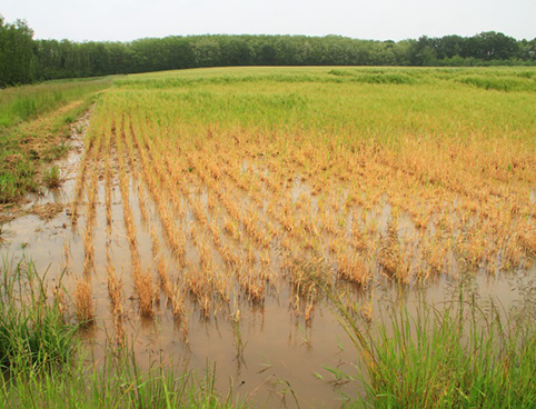 Le drainage : enjeux, encadrement : Bayer-Agri, conseils pour la ...