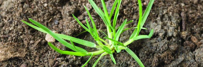 Pâturin annuel au stade plantule