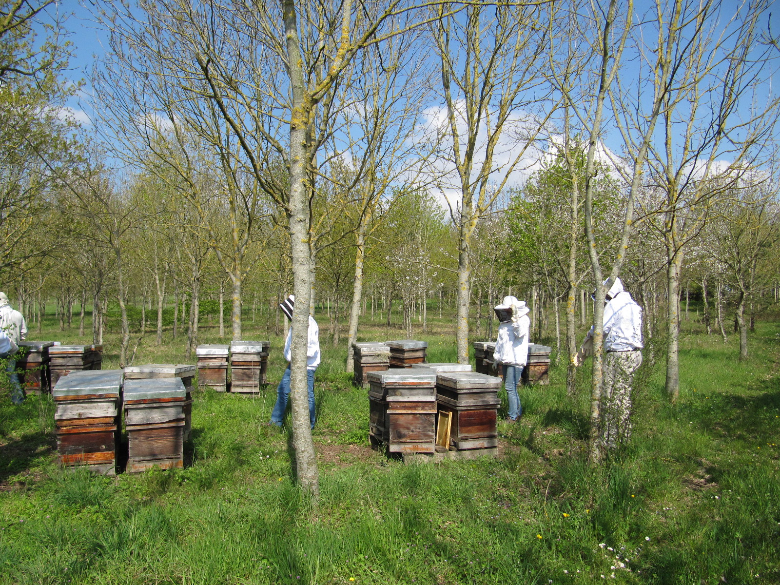 Comment est structurée l'apiculture en France ? : Bayer-Agri