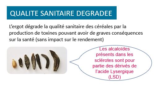 Photo de céréales dont la qualité sanitaire a été dégradée à cause de l'ergot