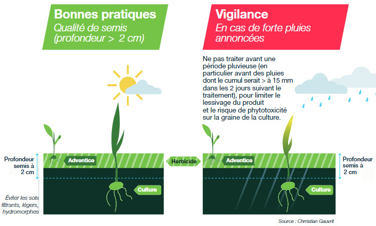 A l'automne, veiller aux conditions d'application des herbicides ? Un passage obligé pour sécuriser l'implantation de ses céréales