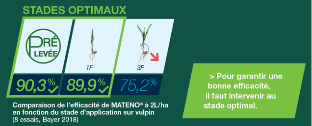 infographie représentant les stades optimaux d'efficacité du Mateno